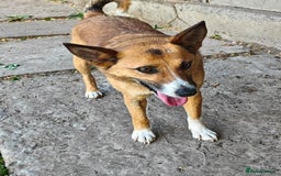 Mixed Breed dogs for adoption: 💖🐶 CLEO 🐶💖 - Image 4