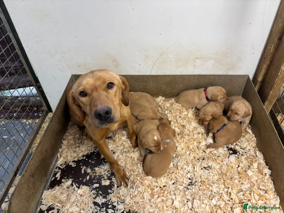 Labrador Retriever dogs for sale: KC Dark yellow Labrador pups  - Advert 2