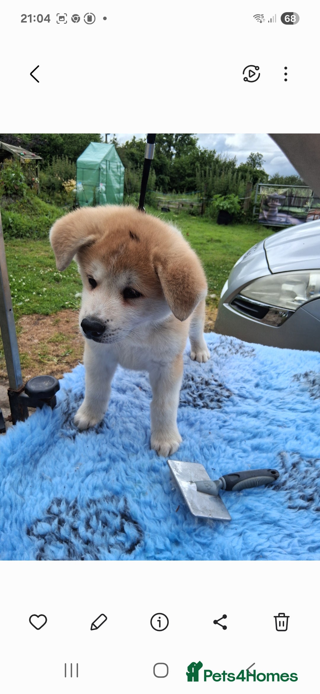 Japanese Akita Inu dogs for sale: Longcoat Japanese Akita Inu - Image 5