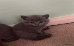 Scottish Fold cats for sale: Scottish fold/straight boys ready for reservation. - Image 9