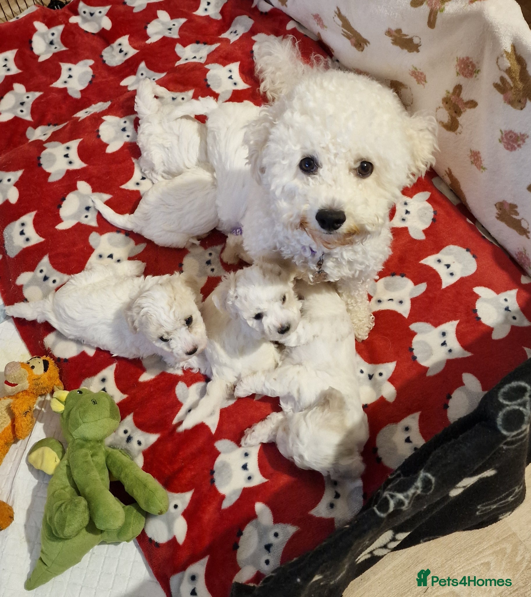 Bichon Frise dogs Bichon Frise Puppies – Champion Bloodlines  - Advert 2