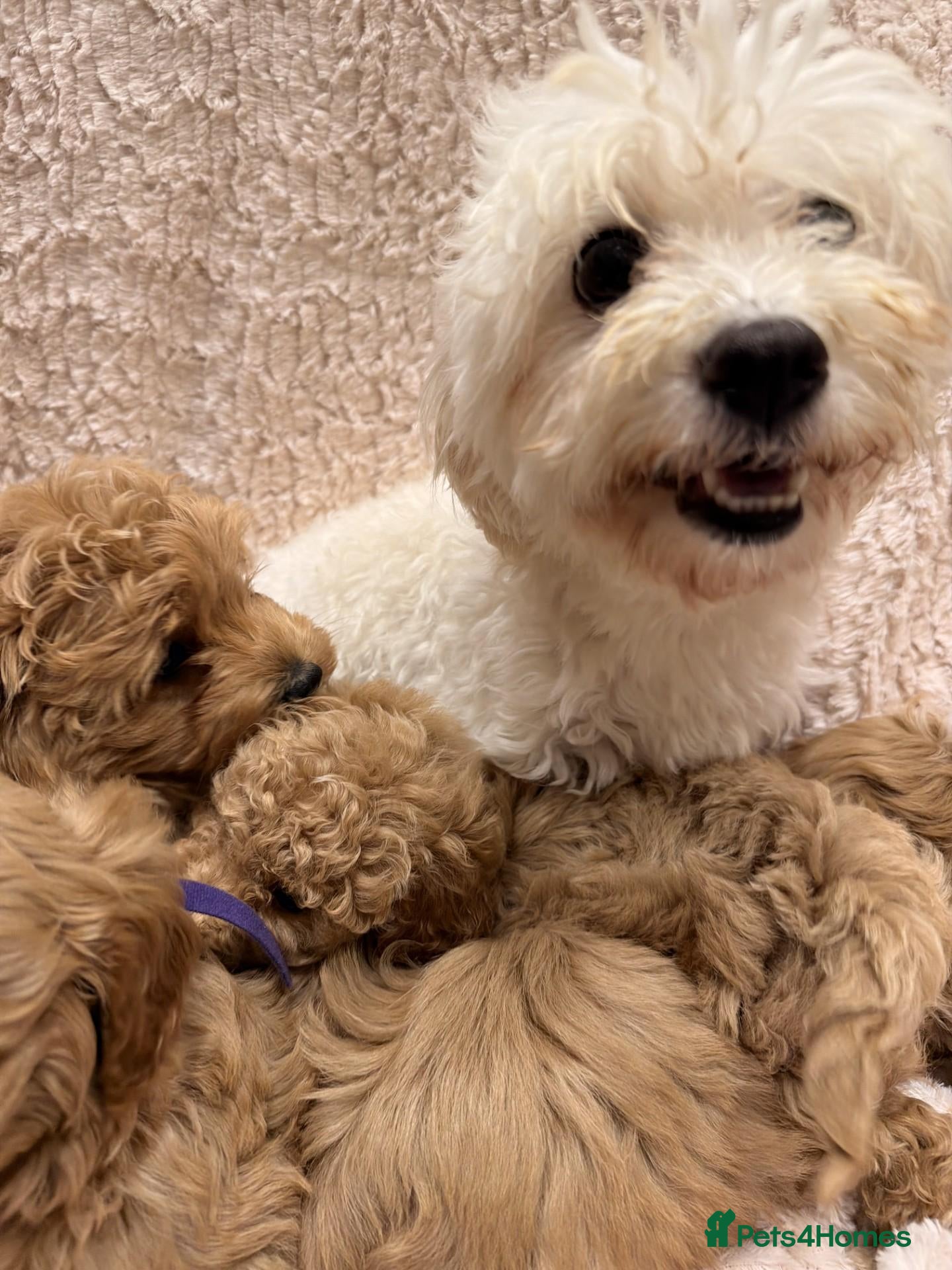 Maltipoo dogs for sale: Fully Health Tested F1 Toy Maltipoo Pups  - Advert 1