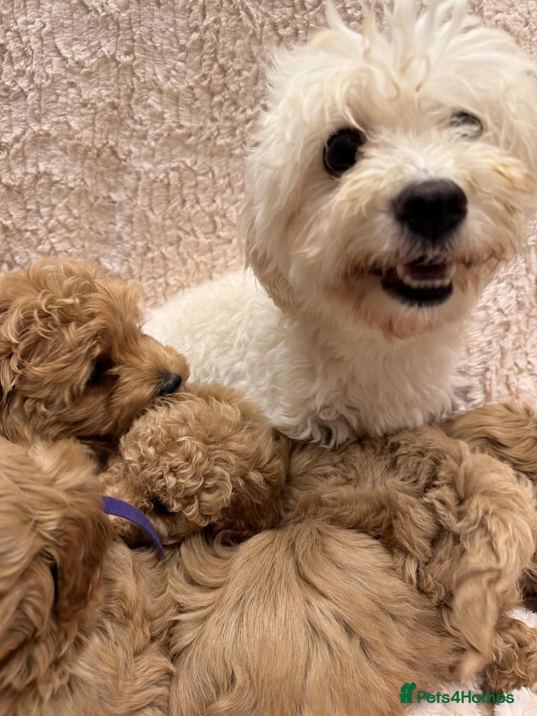 Maltipoo dogs for sale: Fully Health Tested F1 Toy Maltipoo Pups  in Northallerton - Advert 1