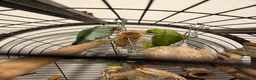 Ringnecks birds for sale: Male and Female Ringnecks in Rugeley - Advert 4