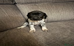 German Shorthaired Pointer dogs for sale: German shorthaired pointer puppies - Image 3