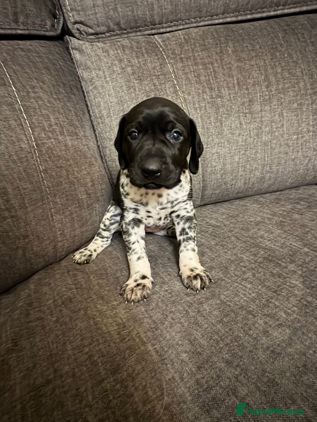 German Shorthaired Pointer dogs for sale: German shorthaired pointer puppies - Image 3