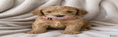 Cockapoo 6