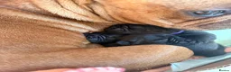 French Bulldog dogs for sale: Beautiful Brindle Frenchie Puppies in London - Advert 4