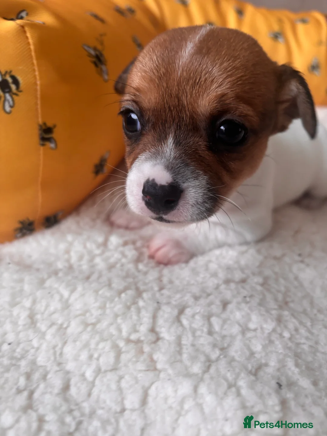 Mixed Breed dogs for sale: 5 beautiful Jackchi boys  - Advert 13