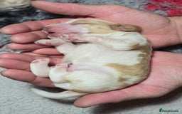 Cocker Spaniel dogs for sale: KC Registered Cocker Spaniels ready for Christmas - Image 6