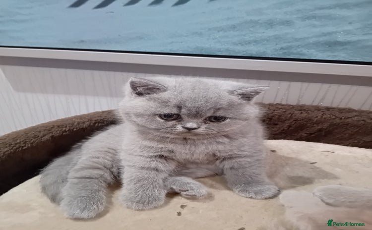 British Shorthair cats - Advert 13