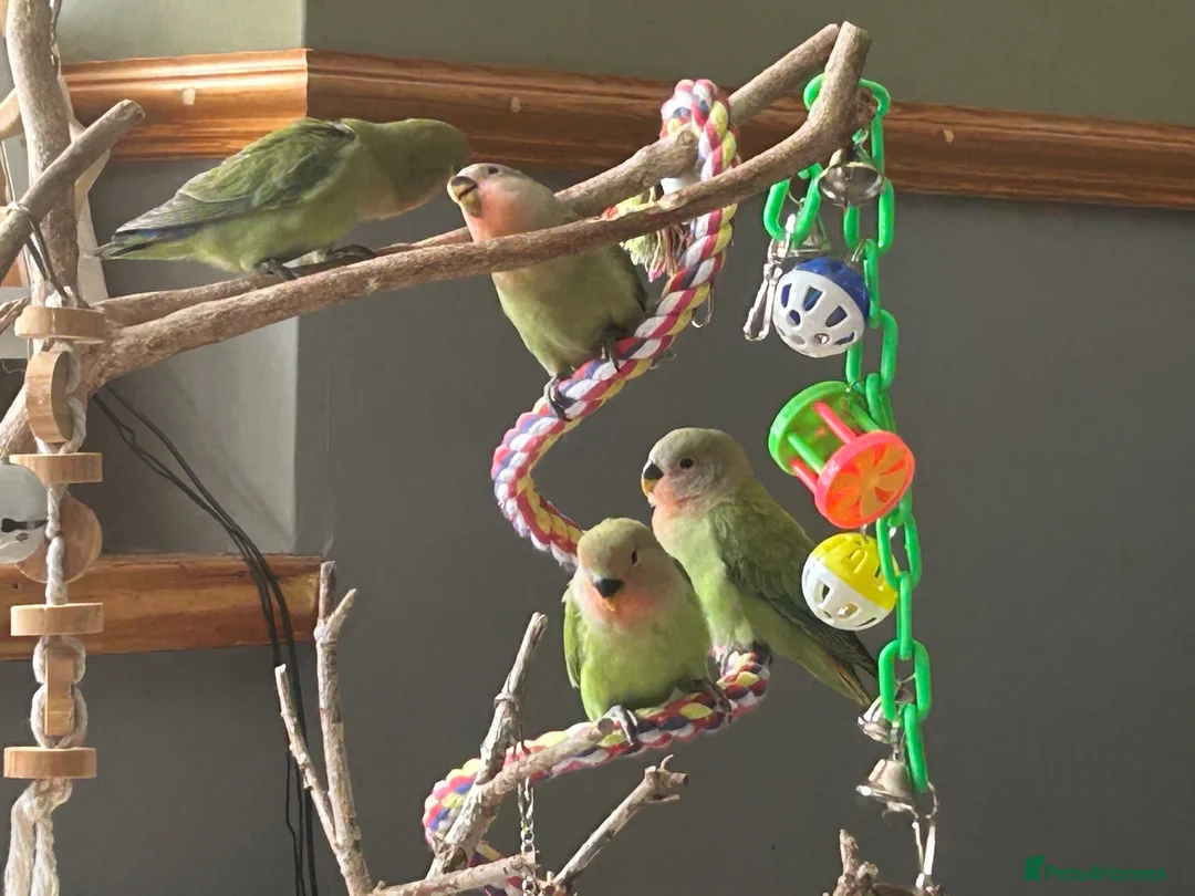 Lovebirds birds for sale: Baby peach faced lovebirds for sale - Advert 1