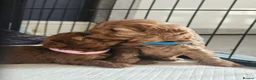 Cavapoo dogs for sale: Gorgeous F1b cavapoo's  - Advert 3