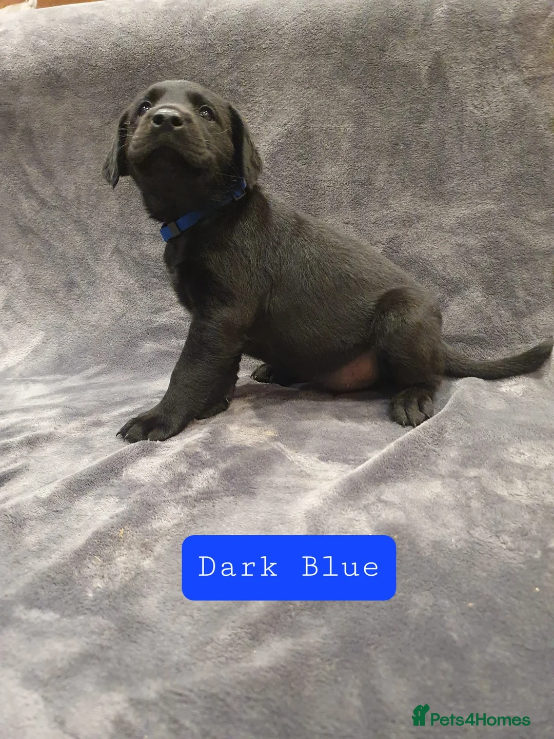Labrador Retriever dogs for sale: Working Black Labrador Pups - Advert 20