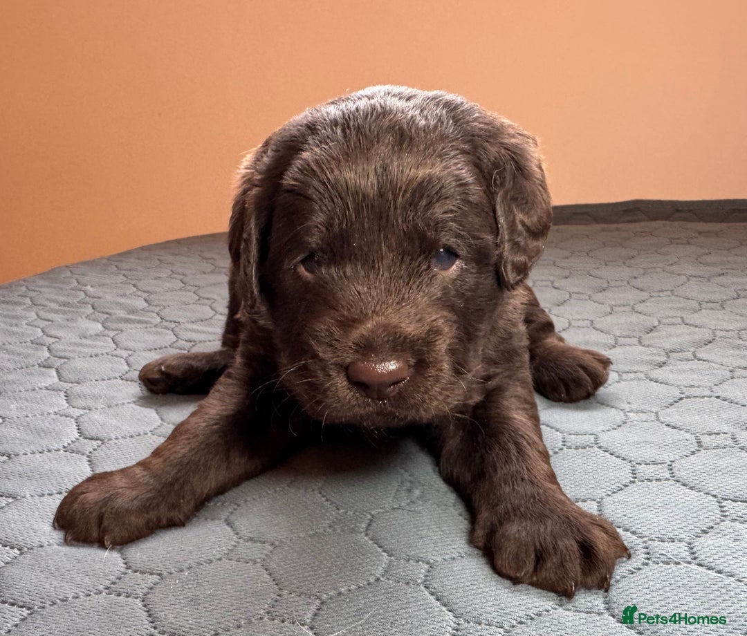 Labradoodle dogs for sale: Chocolate & chocolate Merle Miniature Labradoodles - Advert 12