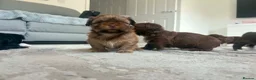 Shih Tzu dogs for sale: Stunning Shih Tzu puppies  - Advert 8