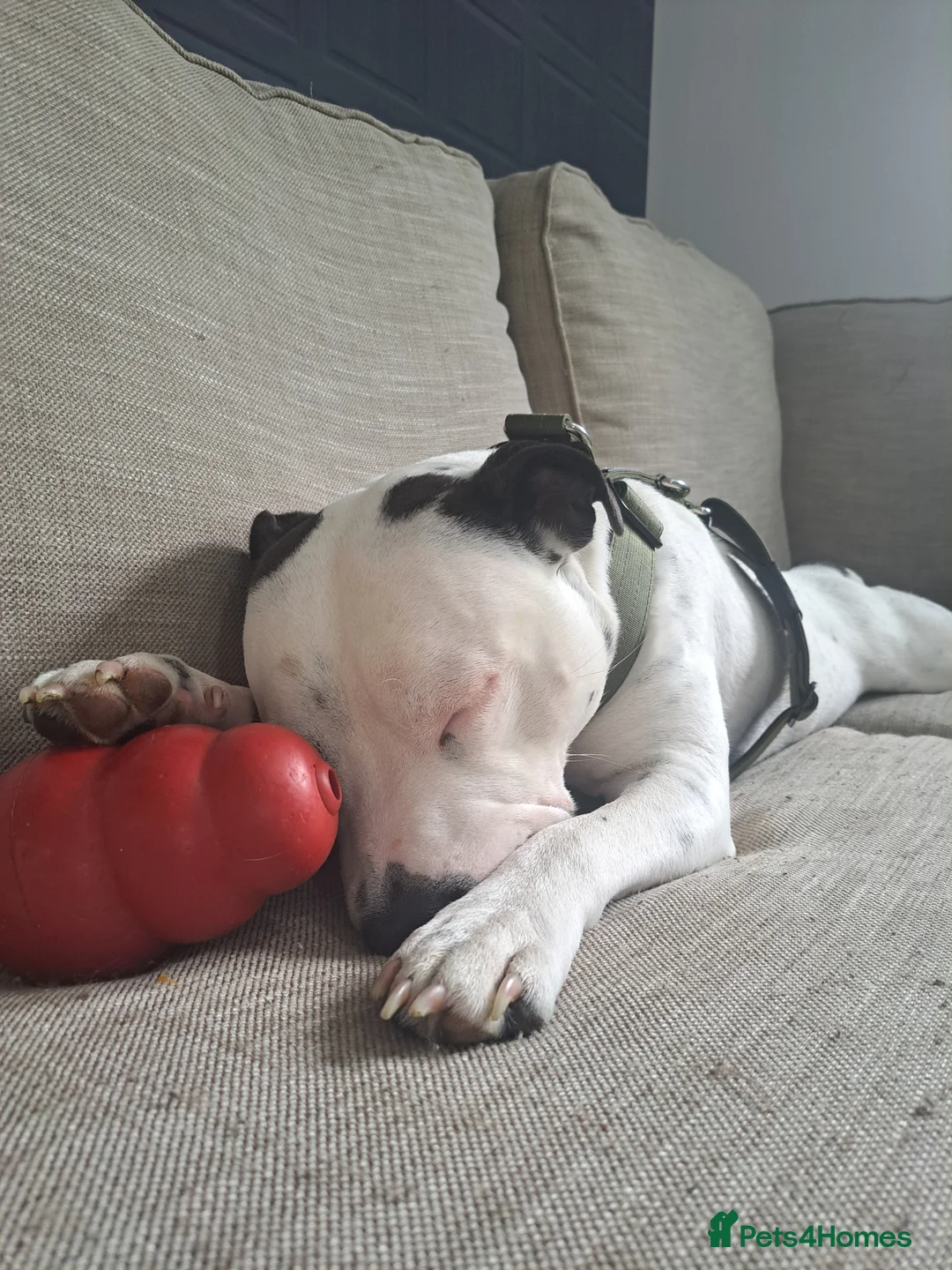 Staffordshire Bull Terrier dogs for sale: Spike  - Advert 4