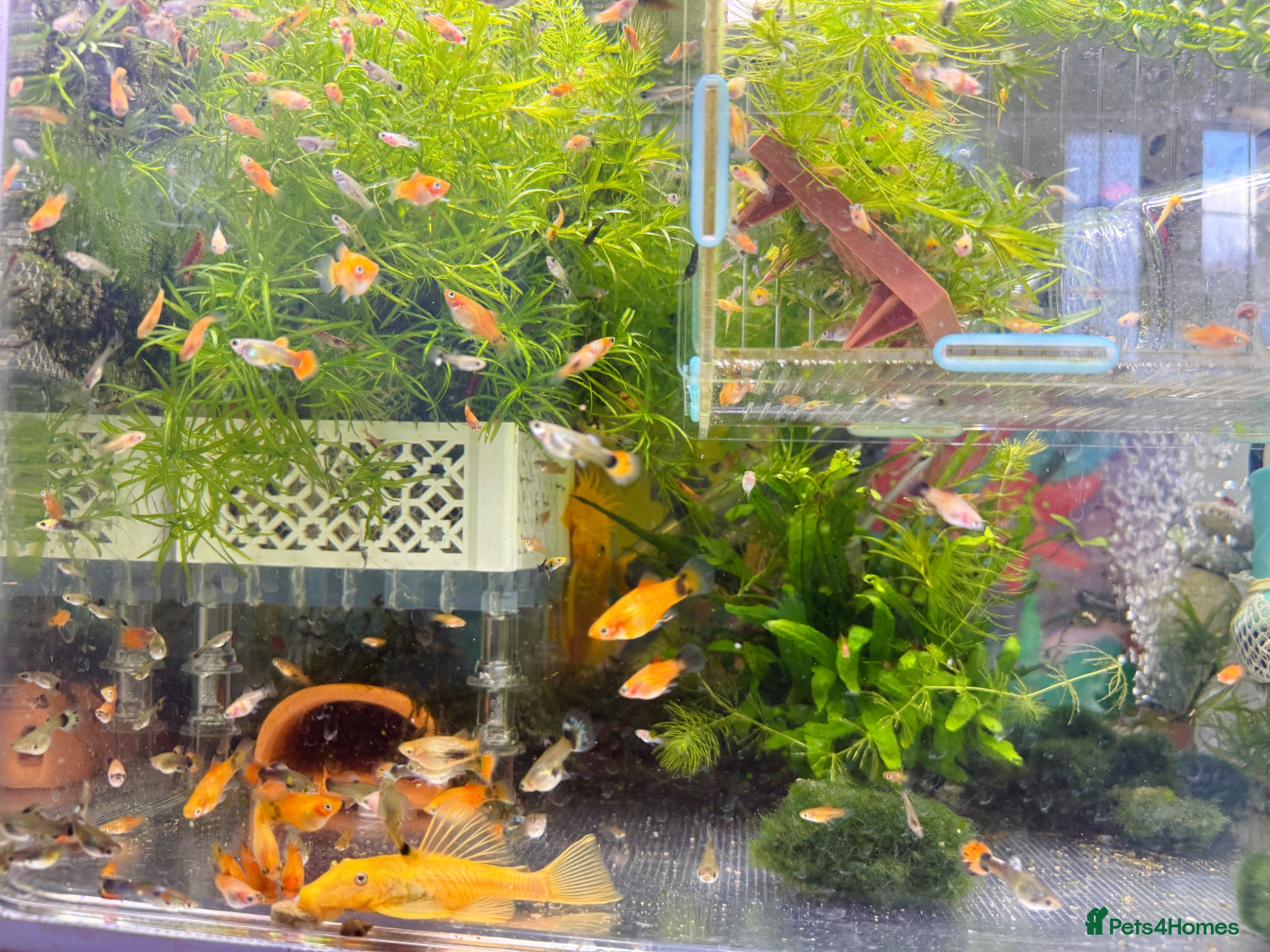 Platies fish Beautiful small Platy, Guppy Molly &Pleco-HobbyTK - Advert 5