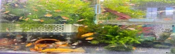 Platies fish for sale: Beautiful small Platy, Guppy Molly &Pleco-HobbyTK - Advert 1