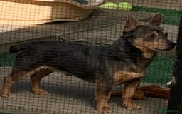 Jack Russell dogs for sale: Fantastic litter of miniature jr rare  colours  - Image 4