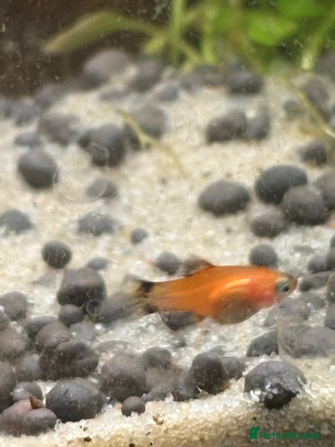 Platies fish for sale: Dwarf platys coral red and sunset  - Image 4