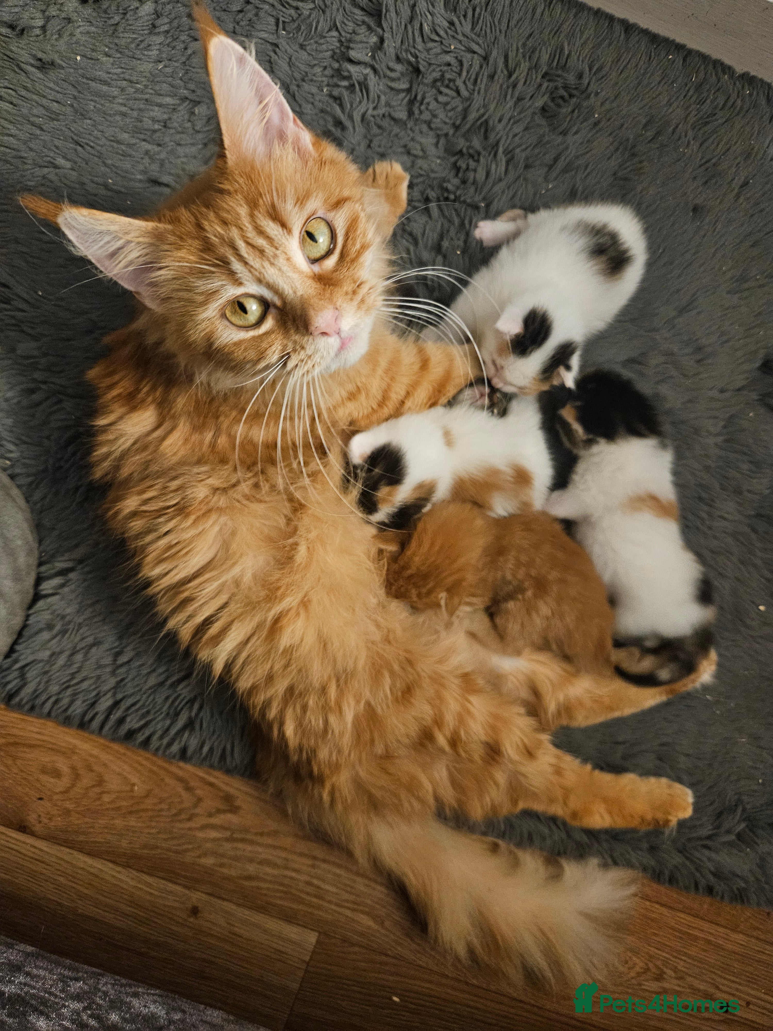 Mixed Breed cats Mixed Maine Coons 4 girls left - Advert 13