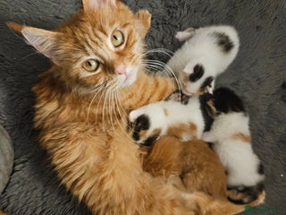 Mixed Breed cats Mixed Maine Coons 4 girls 1 boy - Advert 1