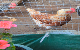 Chickens poultry for sale: 3 gorgeous hybrid hens - Image 3