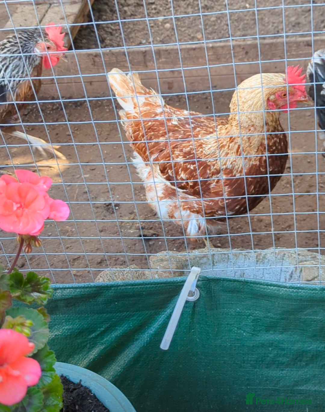 Chickens poultry for sale: 3 gorgeous hybrid hens - Image 3