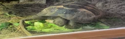 Tortoise reptiles for sale: Mediterranean Spur Thighed Tortoise - Advert 3