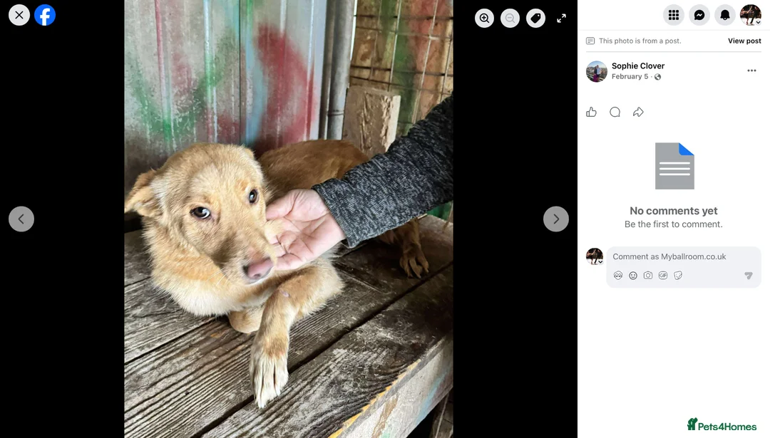 Mixed Breed dogs for adoption: Figgy - Advert 4