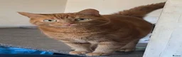 Mixed Breed cats for sale: Minnie and Simba  in Chesterfield - Advert 6