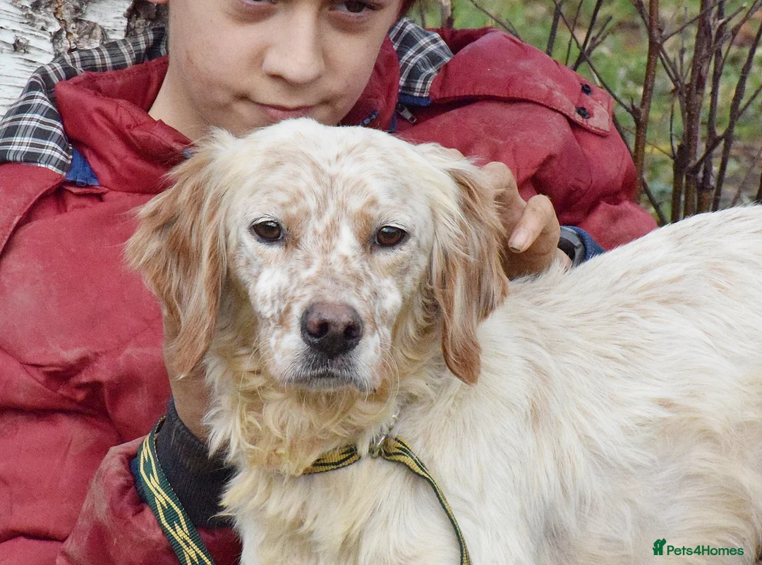 English Setter dogs for adoption: Tao   in Alfreton - Advert 1