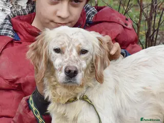 English Setter dogs Tao in Alfreton - Advert 1