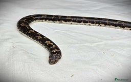 Snake reptiles for sale: Male Kenyan Sand Boa - Image 2