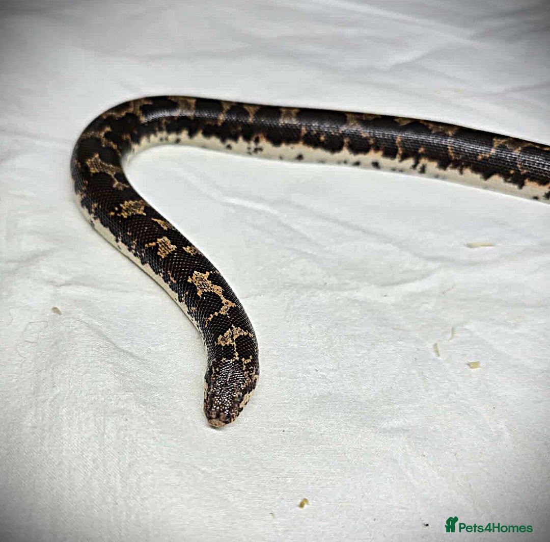 Snake reptiles for sale: Male Kenyan Sand Boa - Image 2