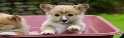 Welsh Corgi Pembroke dogs for sale: Pembroke corgi pups - Advert 3