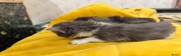 Mixed Breed cats for sale: Adorable Fluffy Kittens for Sale 6-8 in Nottingham - Advert 28