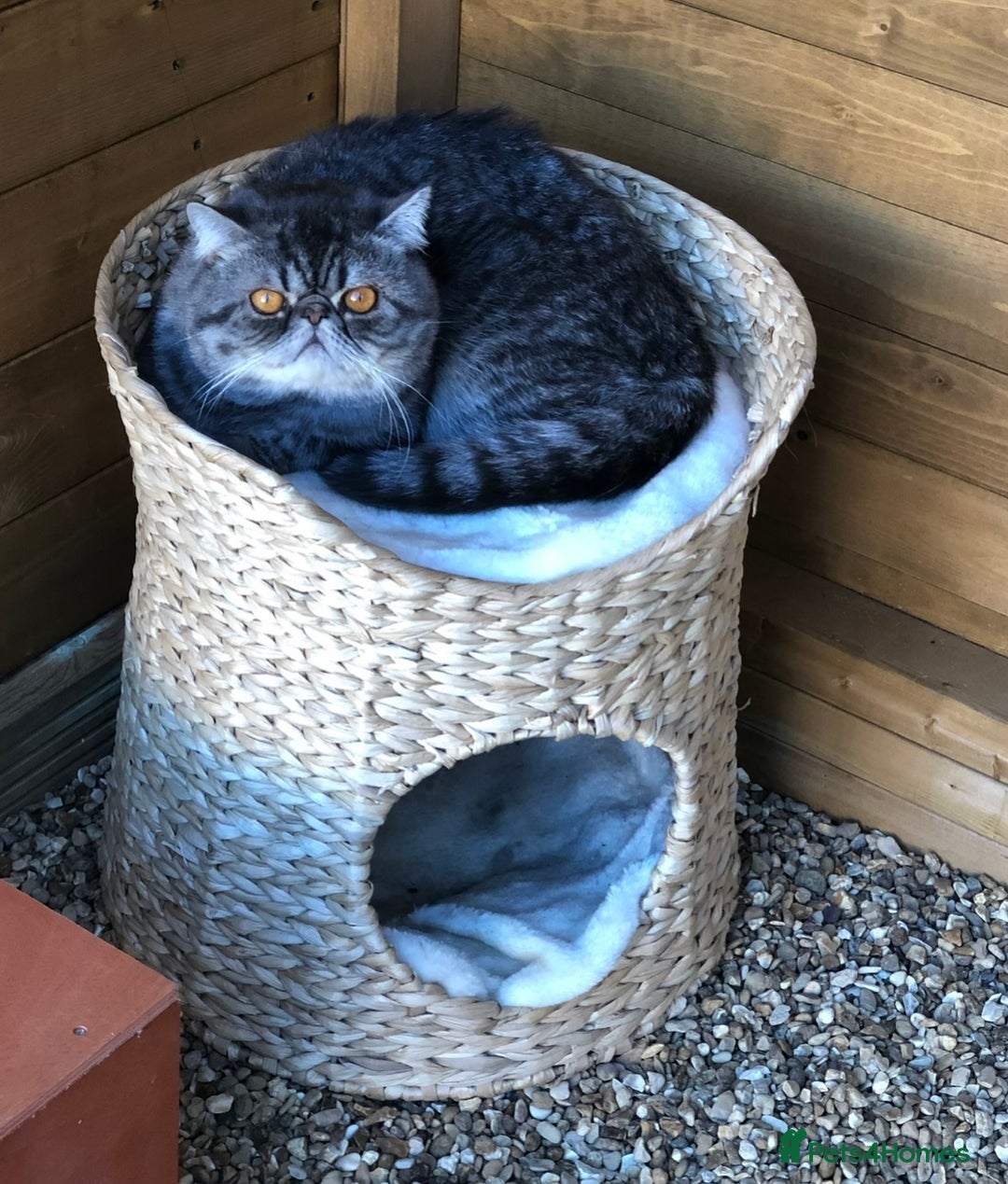 Exotic cats for sale: GCCF Registered Exotic Stud & Persian Female  - Advert 6