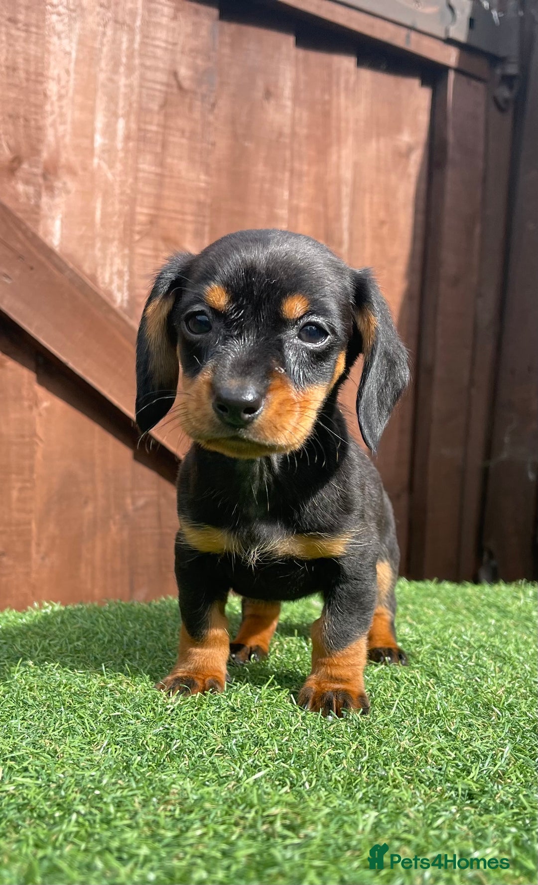 Dachshund dogs for sale: 5 beautiful dachshund puppies available !!!!!! - Image 4