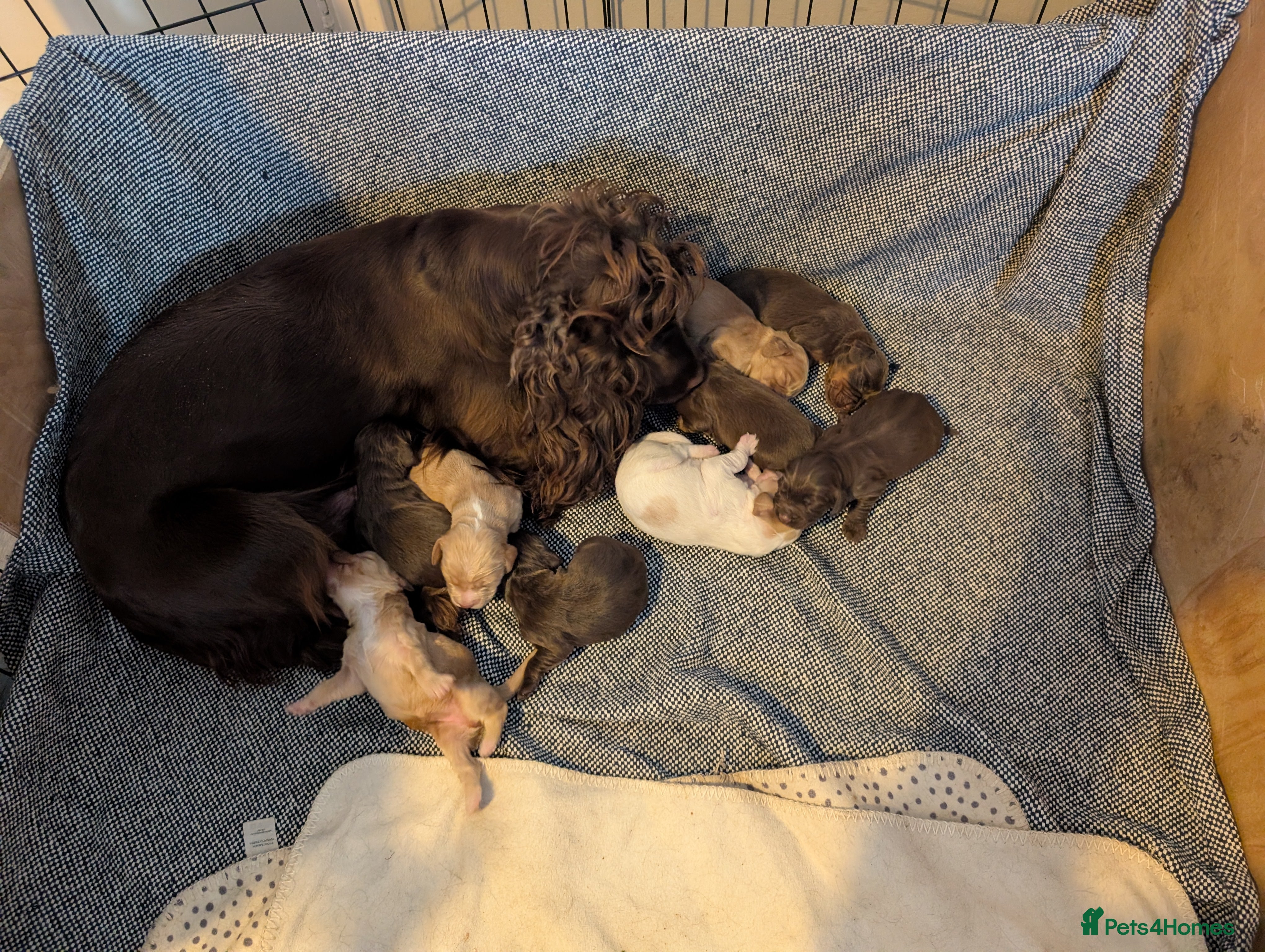 Cocker Spaniel dogs stunning cocker spaniel pups ready soon - Advert 1