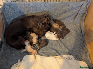 Cocker Spaniel dogs stunning cocker spaniel pups ready soon - Advert 1
