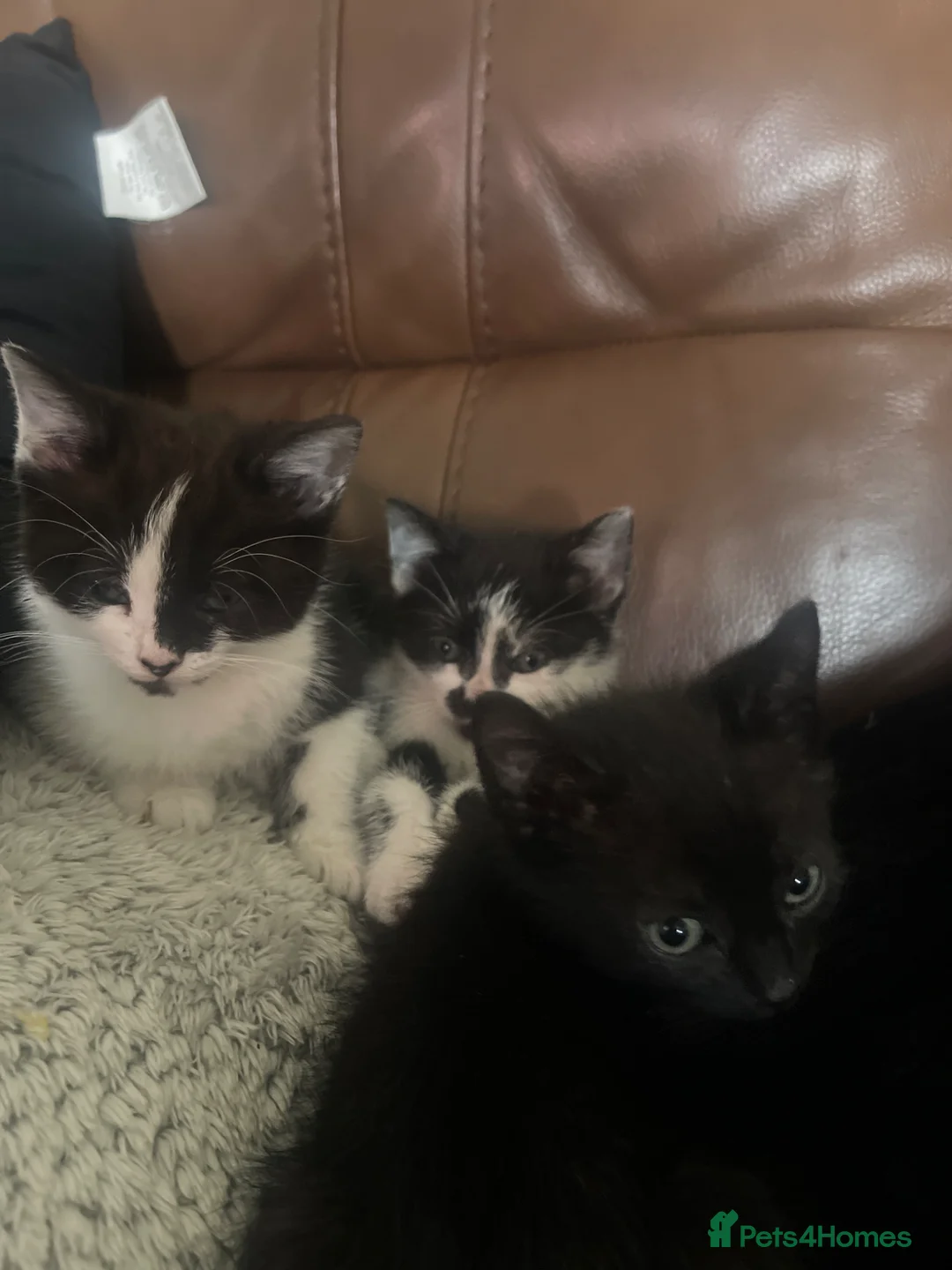 Mixed Breed cats for sale: Beautiful friendly Kittens  - Advert 2