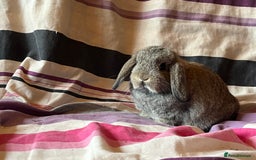 Mini Lop rabbits for sale: Two pure mini lop rabbits  - Image 4