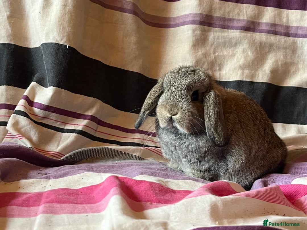 Mini Lop rabbits for sale: Two pure mini lop rabbits  - Image 4