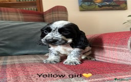 Cocker Spaniel dogs for sale: Health tested, show type, cocker spaniel puppies! - Image 4