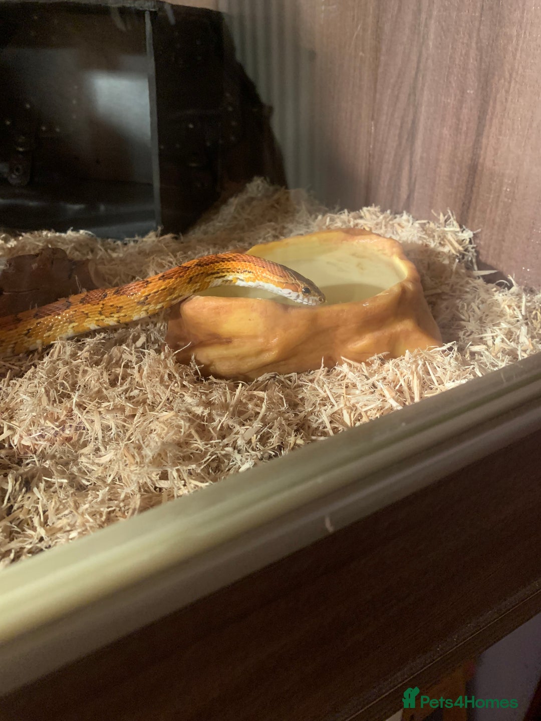 Corn Snake reptiles for sale:  Zep the cornsnake - Image 19