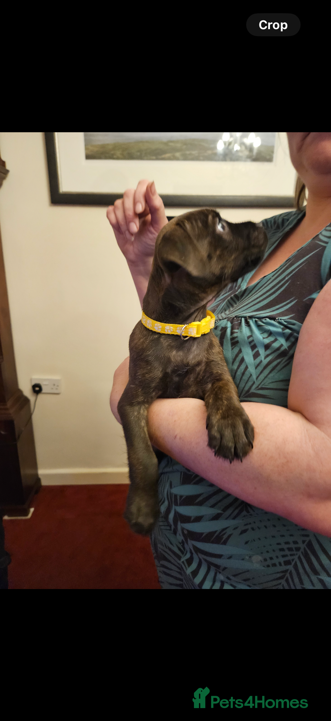Mixed Breed dogs for sale: Lakeland x Boston terrier - Image 10
