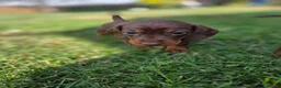 Miniature Dachshund dogs for sale: Kc reg, health tested,miniature dachshund puppies  - Advert 12