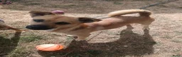 Mixed Breed dogs for sale: Jackaranian Boy 10 months old in Bracknell - Advert 2
